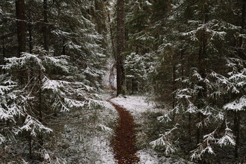 A path in the late autumn forest.