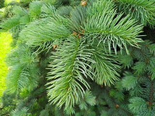 live green spruce close-up young needles background wallpaper