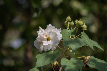 Beautiful white Hibiscus mutabilis flower in a garden.Also known as the Confederate rose, Dixie rosemallow, cotton rose or cotton rosemallow.