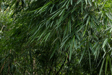 Naklejka na ściany i meble Asian Bamboo forest green bamboo leaves. bamboo leaves background, fresh green bamboo bush background. photos of green bamboo leaves .
