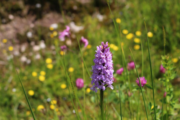 Heath spotted-orchid (Dactylorhiza maculata) in the Black Forest, Germany