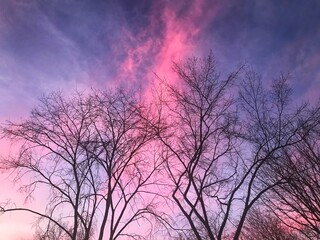 Fototapeta premium sunset in the woods