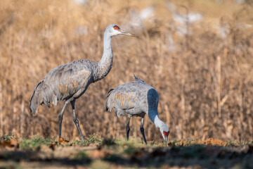 Sandhill cranes closeup