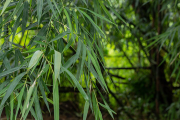 Asian Bamboo forest green bamboo leaves. bamboo leaves background, fresh green bamboo bush background. photos of green bamboo leaves .