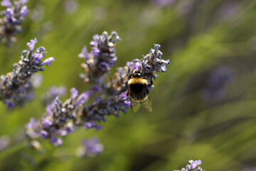 Bee on lavender, Lavender Field near Brusje, Hvar Island, Croatia