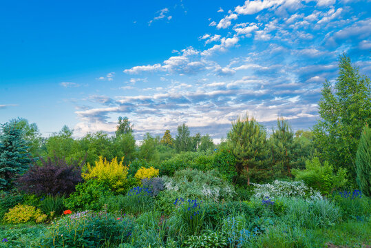 early morning garden with blooming spirea, siberian iris, pacific ninebark  under the picturesque pink  cloudy sky