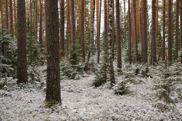 Fir trees in late autumn