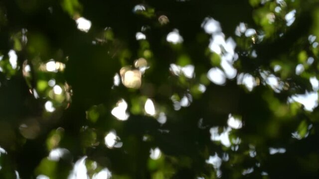 Blurry dark abstract 4k video background of blurry unfocused green leaves of trees isolaetd at sunny sky baackdrop. Sun light bursting and sparkling with sun rays and beams through foliage.