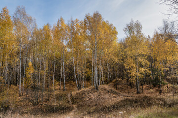 Fototapeta premium Golden, autumn, October, day, sky, clouds, nature, walk, forest, trees, yellow, orange, foliage, withered, grass, path, distance, space, height, light, shadow, glare