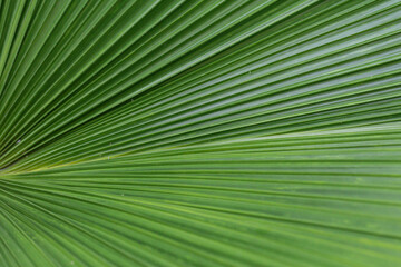 Obraz premium Close up of a pattern and texture green palm leave background.