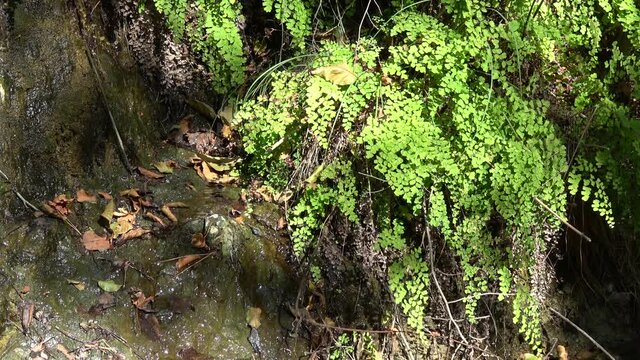 Fethiye, Turkey - 8th of November 2020: 4K Spring water running down the hill with Maidenhair fern growing on it

