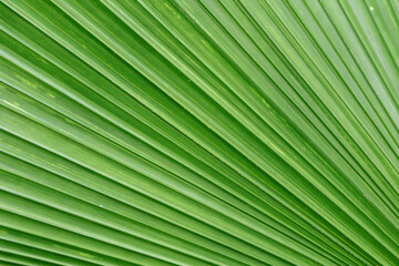 Close up of a pattern and texture green palm leave background.