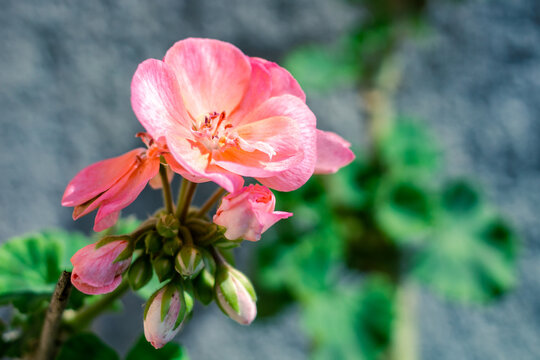 Geraneo Rosa