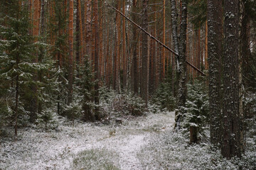 Fir trees in late autumn