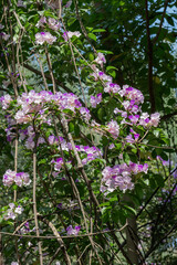 Beautiful Mansoa alliacea flower or Garlic vine flower in the garden.Purple and white flower.