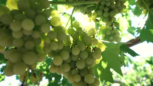 Fresh green bunch of grapes gently blowing in the wind. Horizontal video with focus on the foreground. Soft focus with blurred background. Green juicy grapevine with sunbeam in the background.