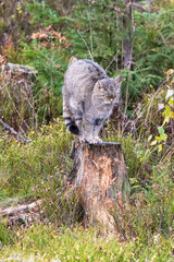 Wildkatze Merkmale
