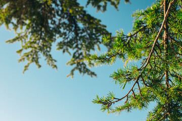 High pine tree with blue sky on background.
