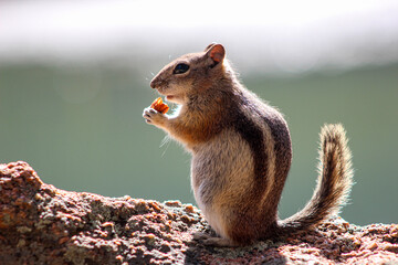 Hungry Chipmunk