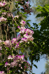 Beautiful Mansoa alliacea flower or Garlic vine flower in the garden.Purple and white flower.
