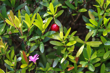 Obraz premium A beautiful pitangueira in the home garden.