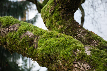 Green moss on tree branches