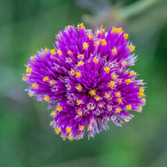 Fleur violette et jaune formant un effet d'aspiration