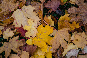 Leaves in autumn colors on the ground