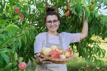 Woman gardener picking ripe peaches from tree in basket