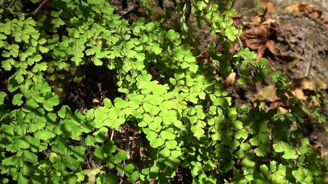 Fethiye, Turkey - 8th of November 2020: 4K Viewing leaves of wild growing maidenhair fern
