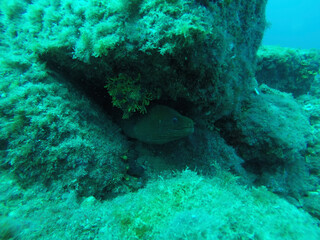 scuba diver and reef