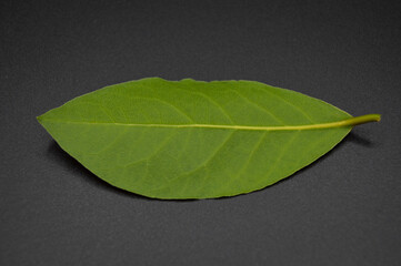 Daphne leaf, bay leaf, Laurus nobilis leaf, isolated on black background