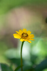 Selective focus Melampodium divaricatum flower in nature.Commonly called Melampodium or butter daisy flower.