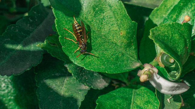 Avispa posada en flor de azahar para polinizar