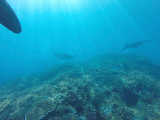 Fototapeta premium scene with shark