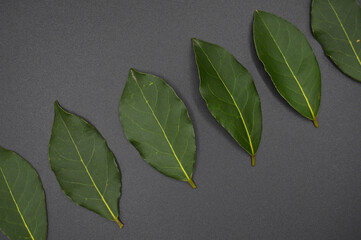 Daphne leaf, bay leaf, Laurus nobilis leaf, isolated on black background