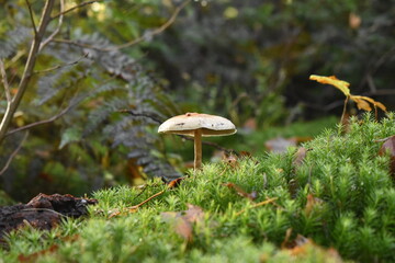 Mushroom in the sun