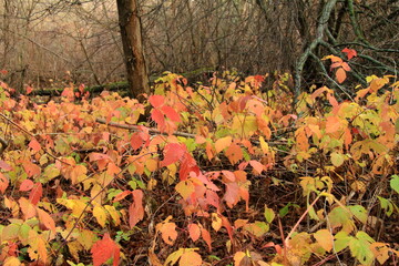 Beautiful blackberry leaves in autumn