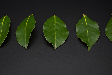 Daphne leaf, bay leaf, Laurus nobilis leaf, isolated on black background