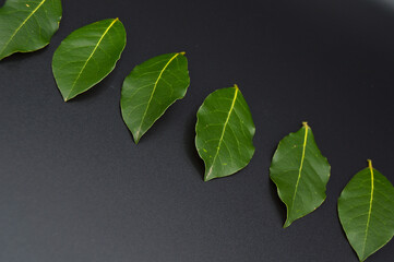 Daphne leaf, bay leaf, Laurus nobilis leaf, isolated on black background