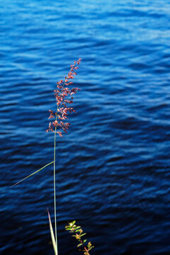 Red grass flowers (Rhynchelytrum repens) and blue water 