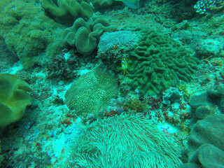 coral reef in the sea