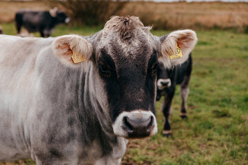Rind oder Kuh auf einer Wiese