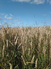 
wheat field