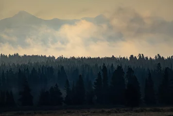 Foto auf Acrylglas Wald im Nebel Yellowstone Nationalpark