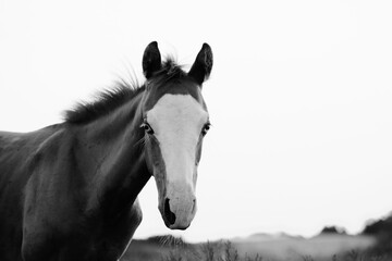 Fototapeta na wymiar Foal horse portrait close up on white background.