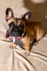 French bulldog posing in shooting set