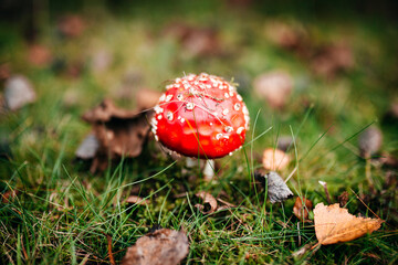 Fliegenpilz im Wald