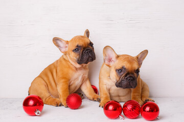 a group of French bulldog puppies sits on a white background with Christmas balls