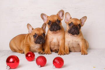 a group of French bulldog puppies sits on a white background with Christmas balls